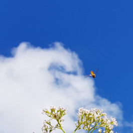 Angela Weber-Hohlfeldt