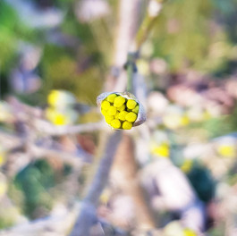 Angela Weber-Hohlfeldt