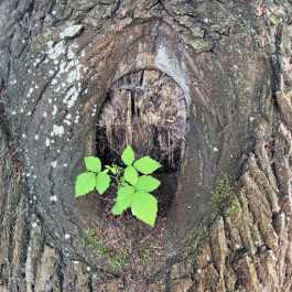Angela Weber-Hohlfeldt